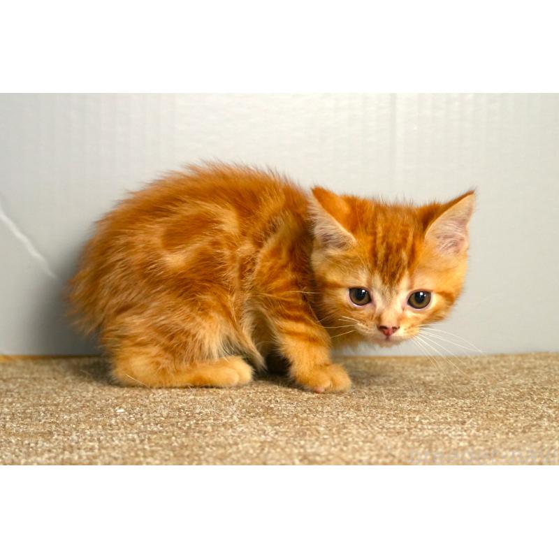 販売中の埼玉県のアメリカンショートヘア-139817の5枚目