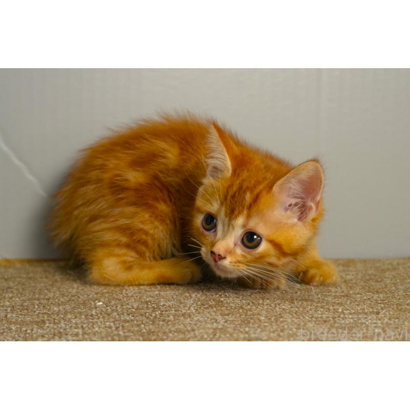 販売中の埼玉県のアメリカンショートヘア-139817の4枚目