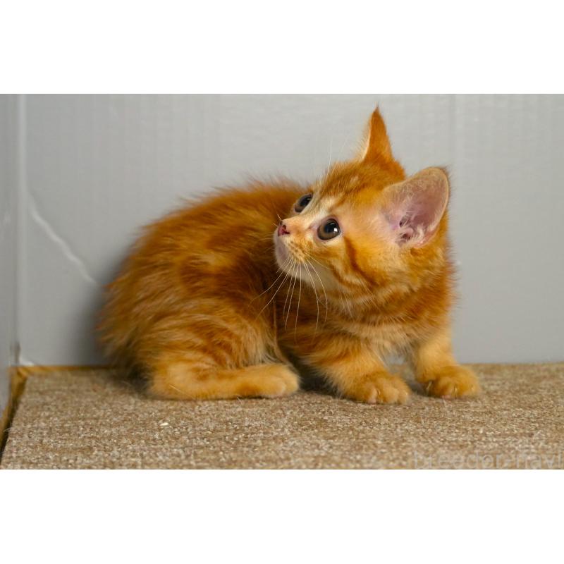 販売中の埼玉県のアメリカンショートヘア-139817の3枚目