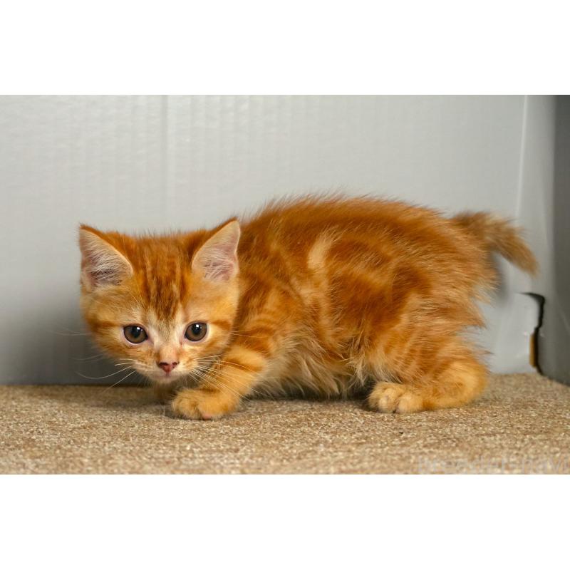 販売中の埼玉県のアメリカンショートヘア-139817の2枚目