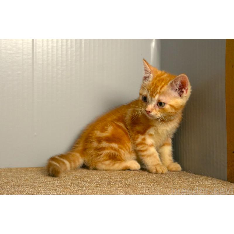 販売中の埼玉県のアメリカンショートヘア-139818の6枚目