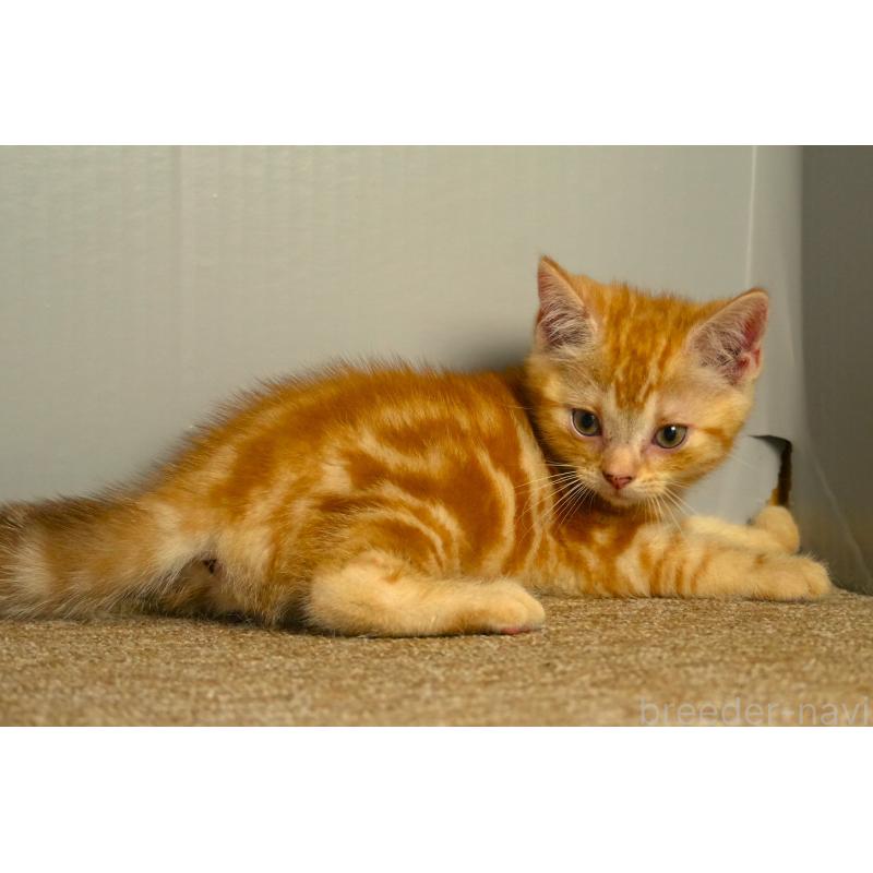 販売中の埼玉県のアメリカンショートヘア-139818の3枚目