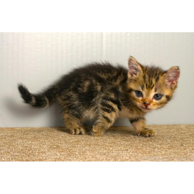 販売中の埼玉県のアメリカンショートヘア-139819の4枚目