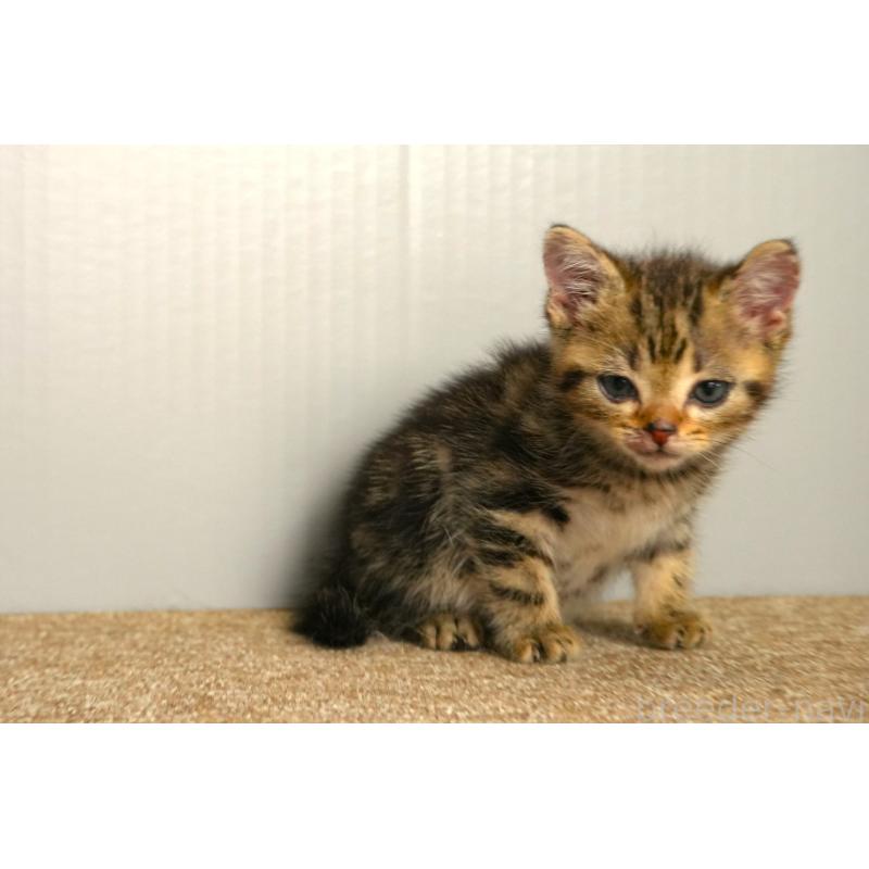 販売中の埼玉県のアメリカンショートヘア-139819の3枚目