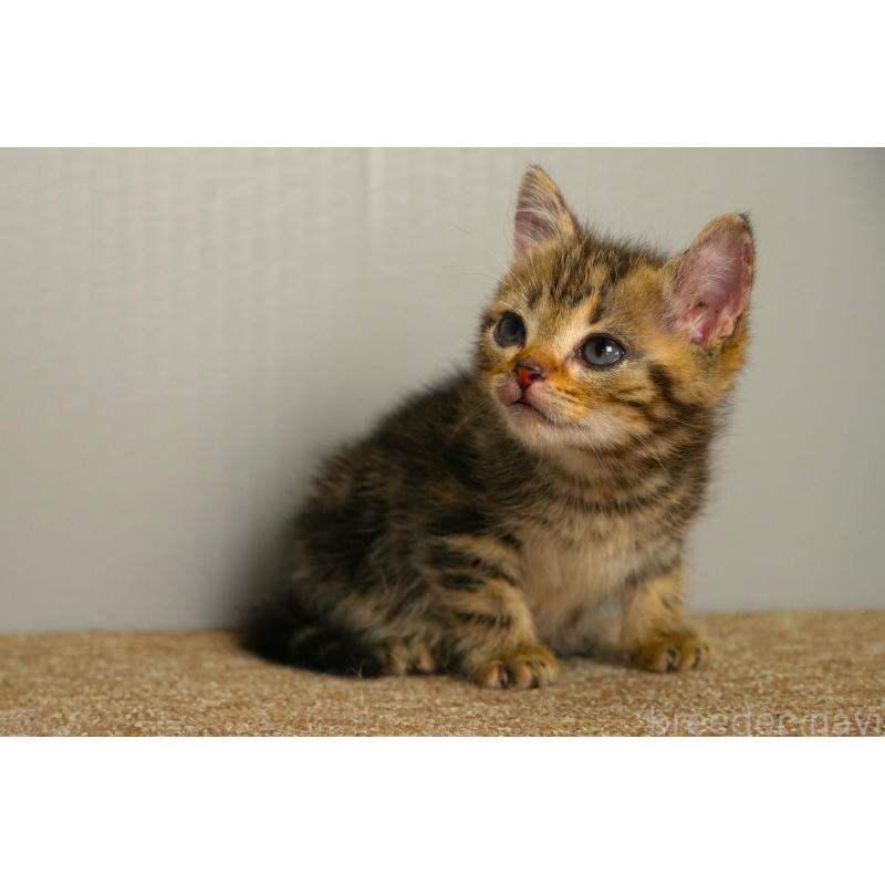 販売中の埼玉県のアメリカンショートヘア-139819の2枚目