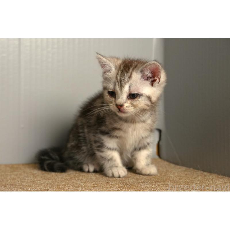 販売中の埼玉県のアメリカンショートヘア-139820の5枚目