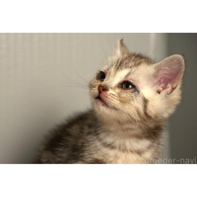 販売中の埼玉県のアメリカンショートヘア-139820の4枚目