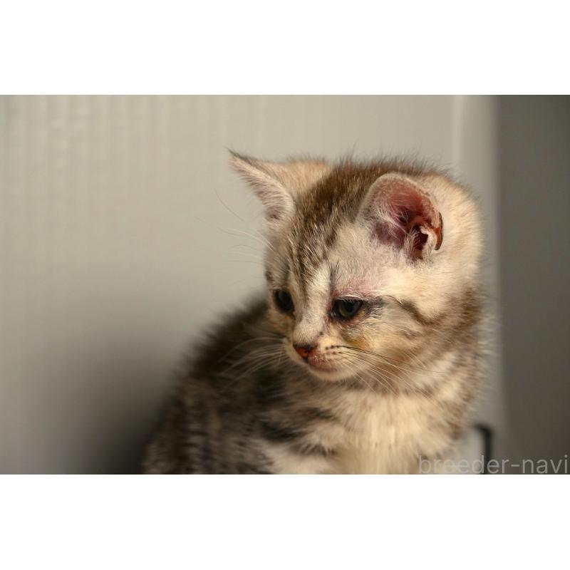 販売中の埼玉県のアメリカンショートヘア-139820の3枚目