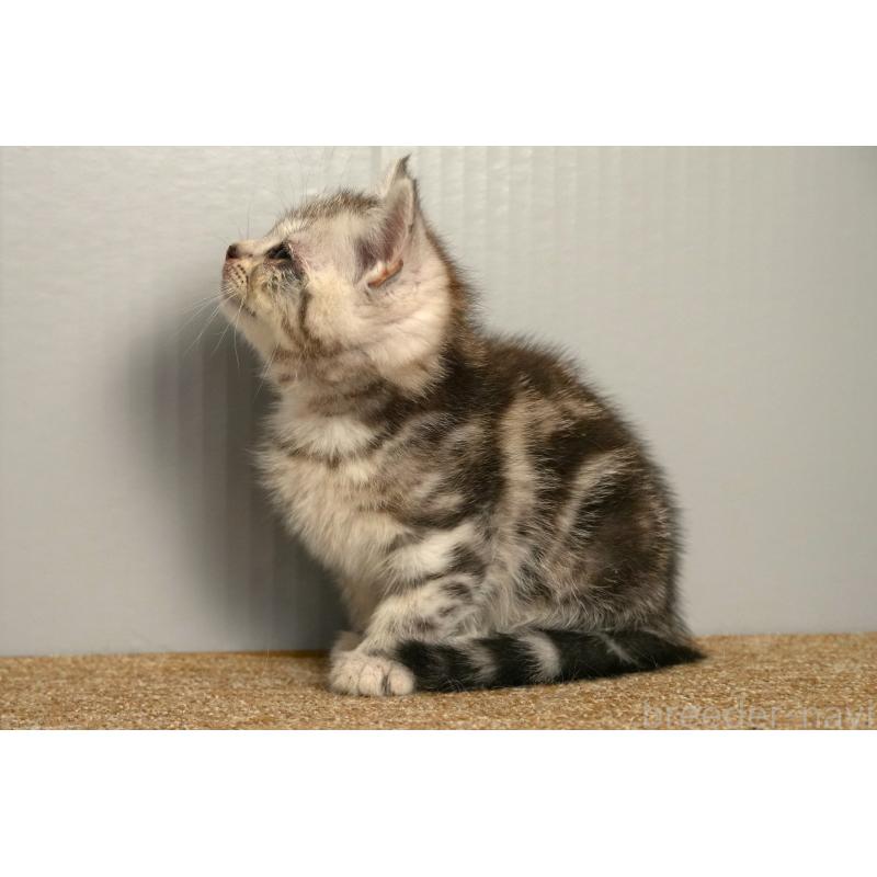 販売中の埼玉県のアメリカンショートヘア-139820の2枚目