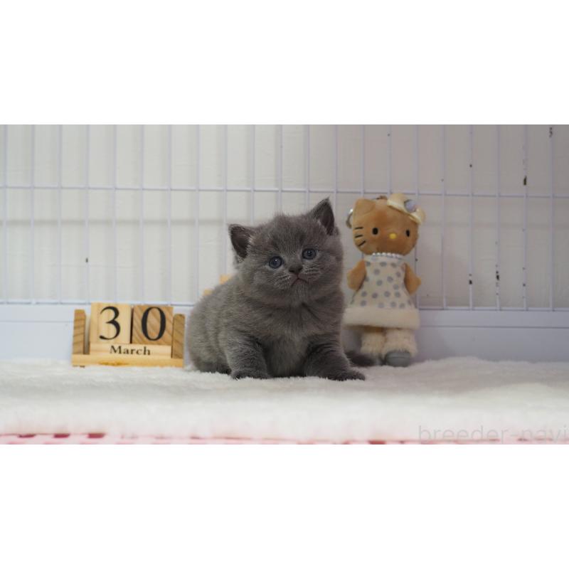 商談中の大阪府のブリティッシュショートヘア-139821の2枚目