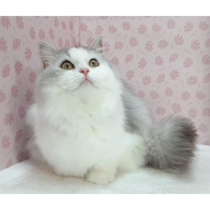 販売中の岐阜県のミックス-139740の4枚目