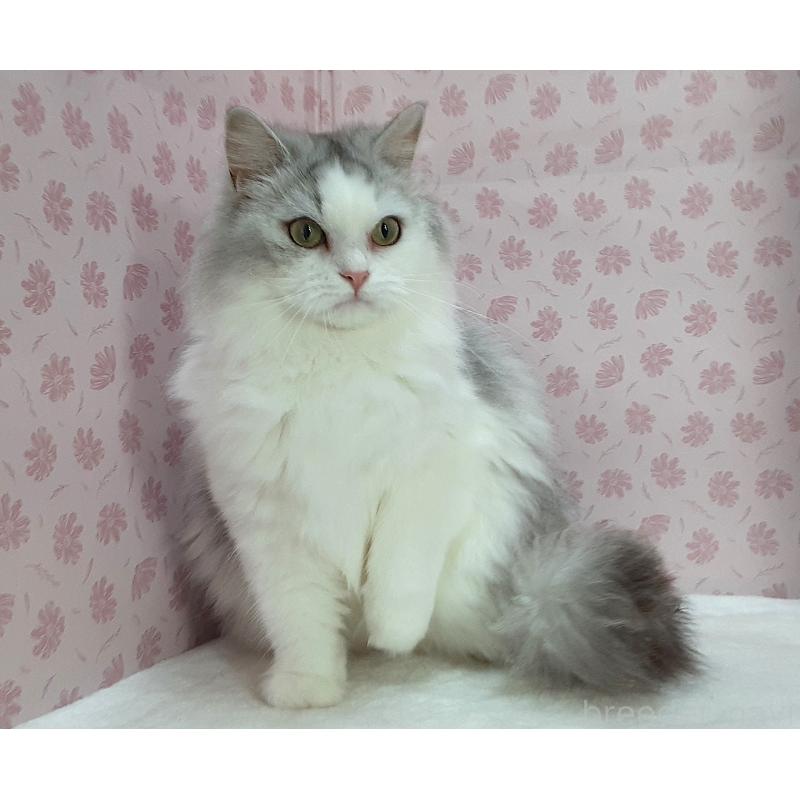 販売中の岐阜県のミックス-139740の2枚目