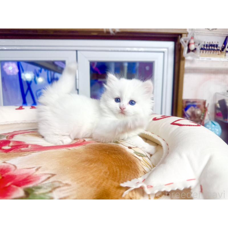 販売中の千葉県のミヌエット-139741の5枚目