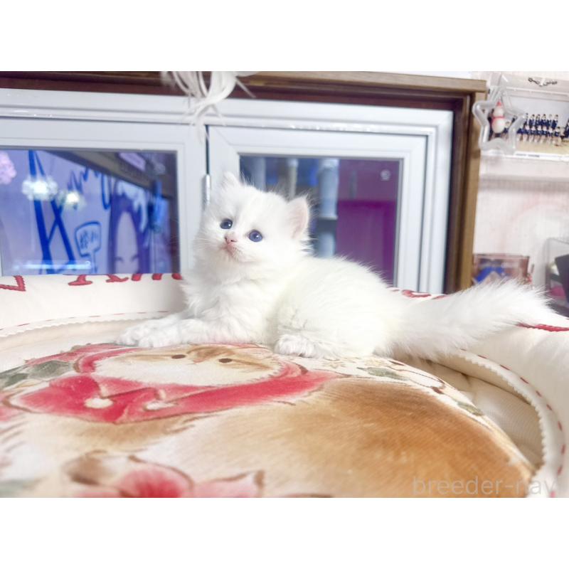 販売中の千葉県のミヌエット-139741の4枚目