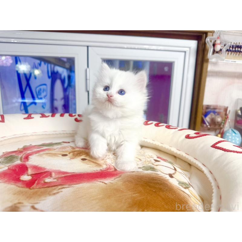 販売中の千葉県のミヌエット-139741の3枚目