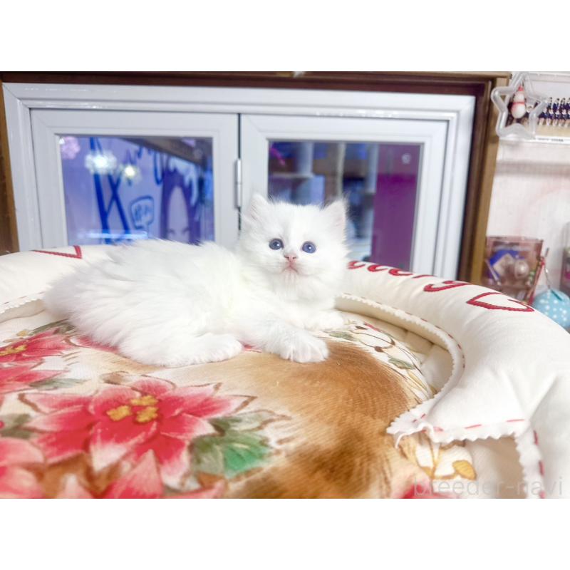 販売中の千葉県のミヌエット-139741の2枚目