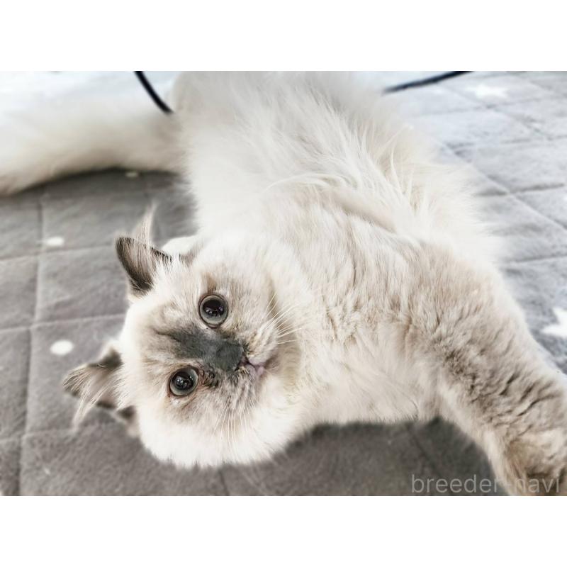 販売中の神奈川県のサイベリアン-131801の9枚目