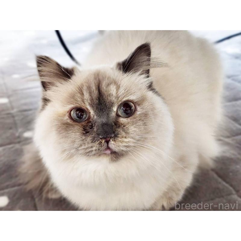 販売中の神奈川県のサイベリアン-131801の8枚目