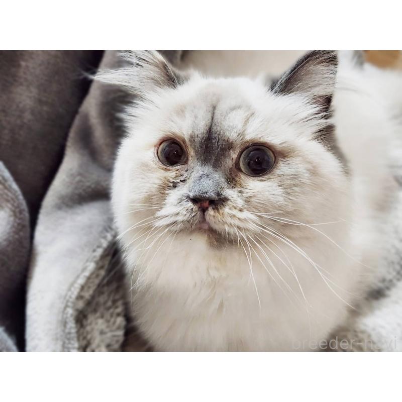 販売中の神奈川県のサイベリアン-131801の7枚目