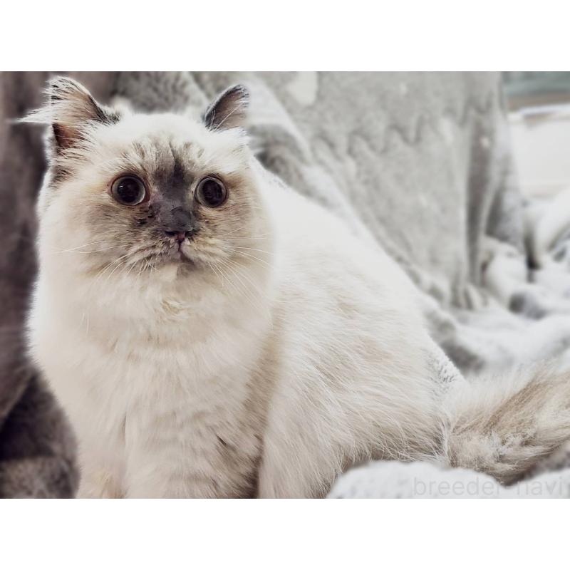 販売中の神奈川県のサイベリアン-131801の6枚目