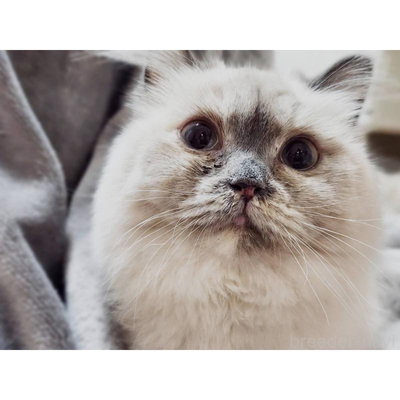 販売中の神奈川県のサイベリアン-131801の5枚目