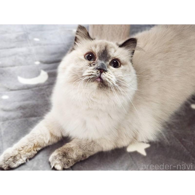 販売中の神奈川県のサイベリアン-131801の4枚目