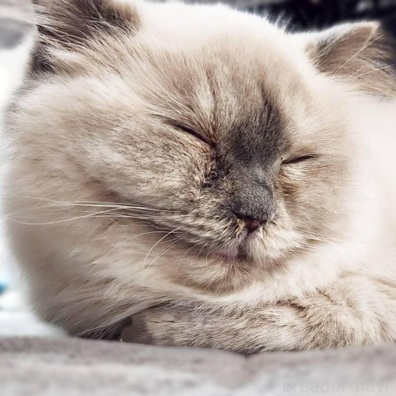 販売中の神奈川県のサイベリアン-131801の2枚目