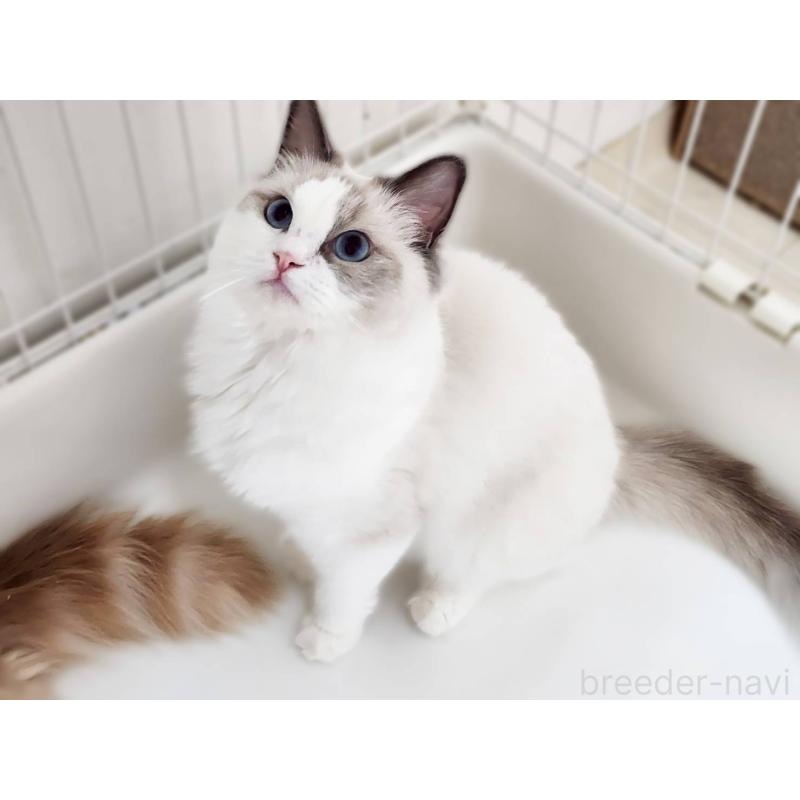 販売中の神奈川県のラグドール-131794の9枚目