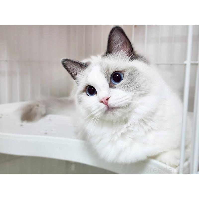 販売中の神奈川県のラグドール-131794の8枚目