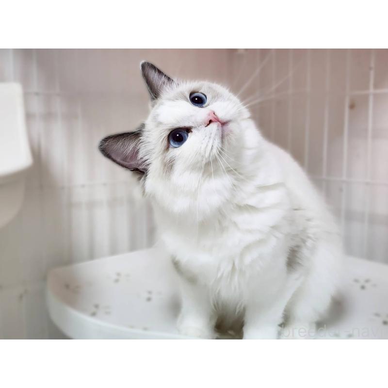 販売中の神奈川県のラグドール-131794の7枚目