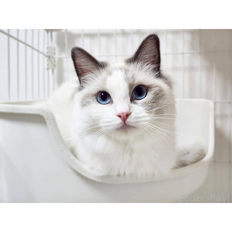 販売中の神奈川県のラグドール-131794の6枚目