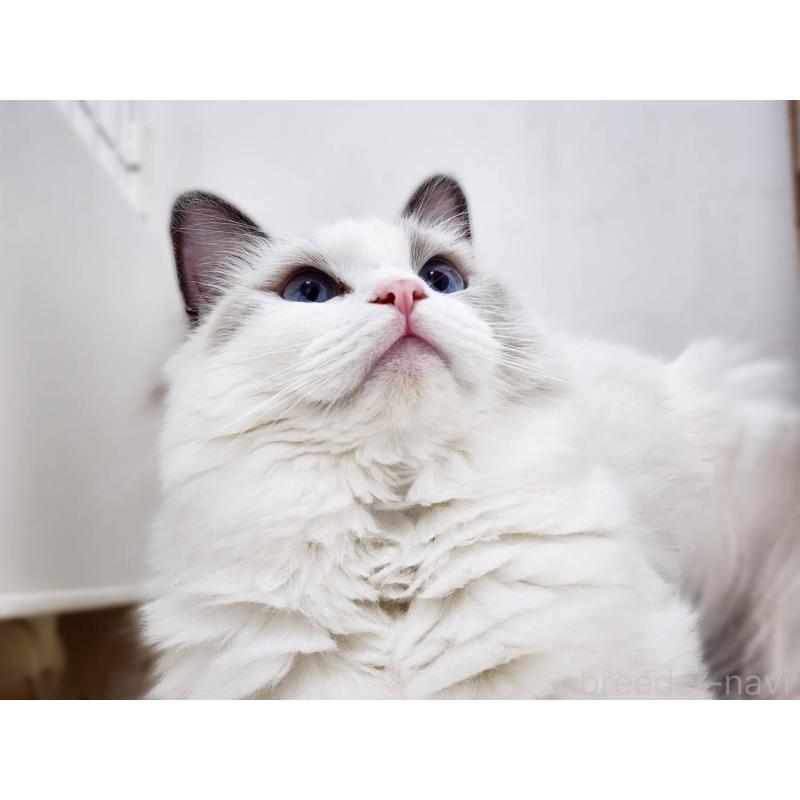 販売中の神奈川県のラグドール-131794の5枚目