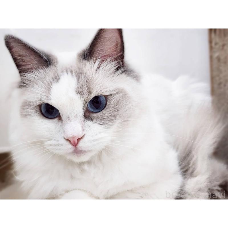 販売中の神奈川県のラグドール-131794の4枚目