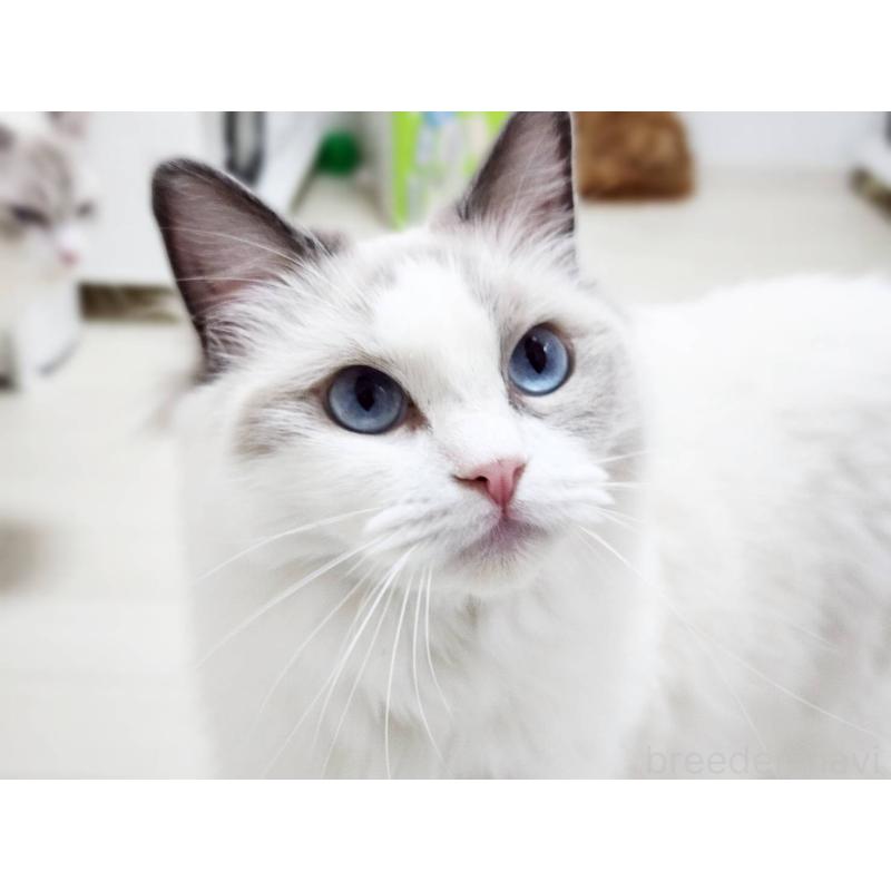 販売中の神奈川県のラグドール-131794の3枚目