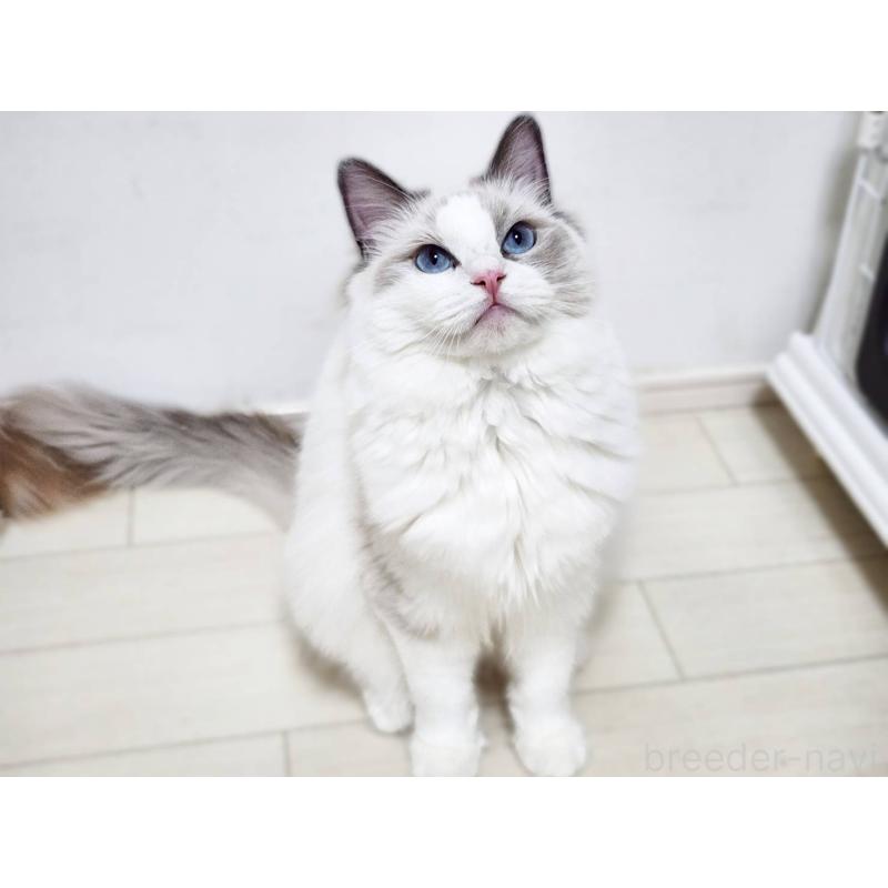 販売中の神奈川県のラグドール-131794の2枚目