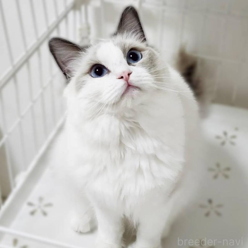 販売中の神奈川県のラグドール-131794