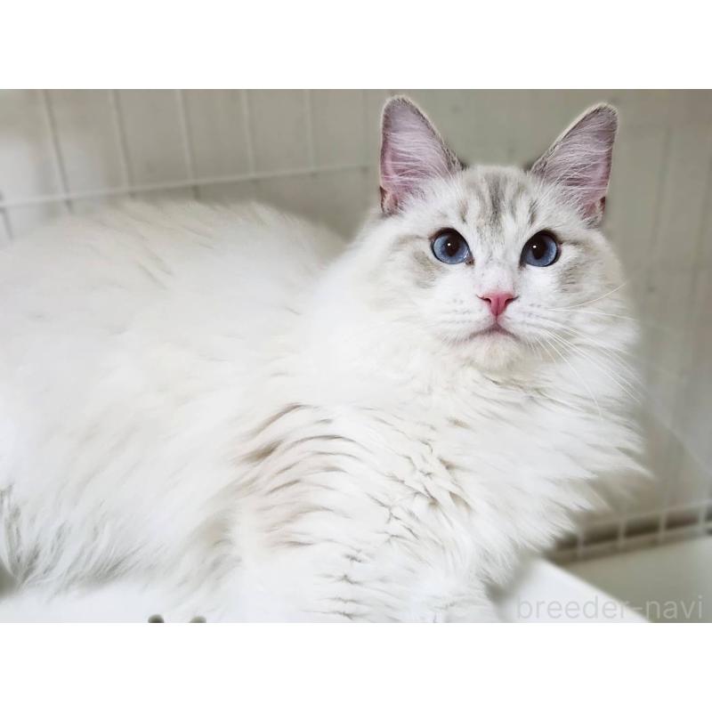 販売中の神奈川県のラグドール-131795の9枚目