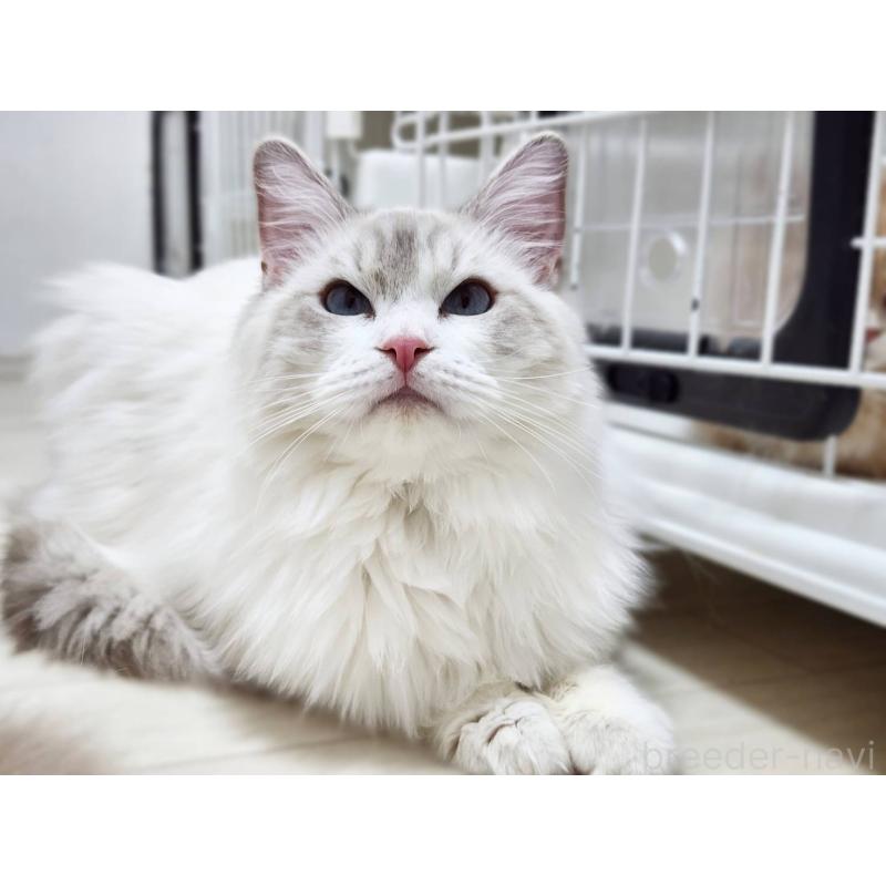 販売中の神奈川県のラグドール-131795の8枚目