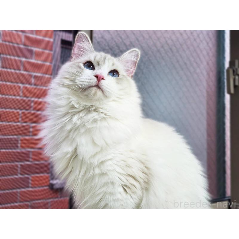 販売中の神奈川県のラグドール-131795の7枚目