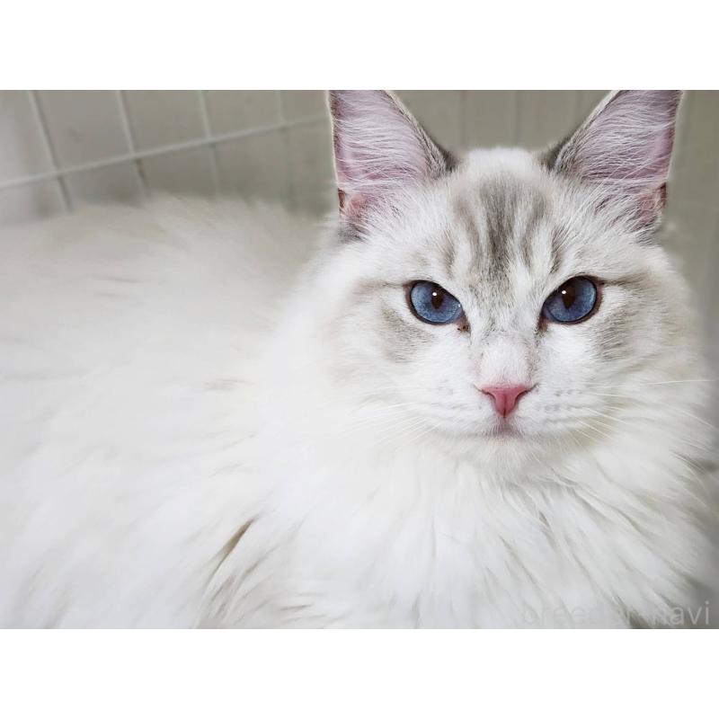 販売中の神奈川県のラグドール-131795の6枚目