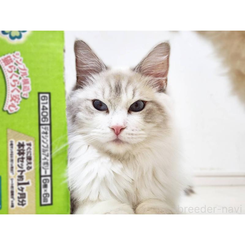 販売中の神奈川県のラグドール-131795の5枚目