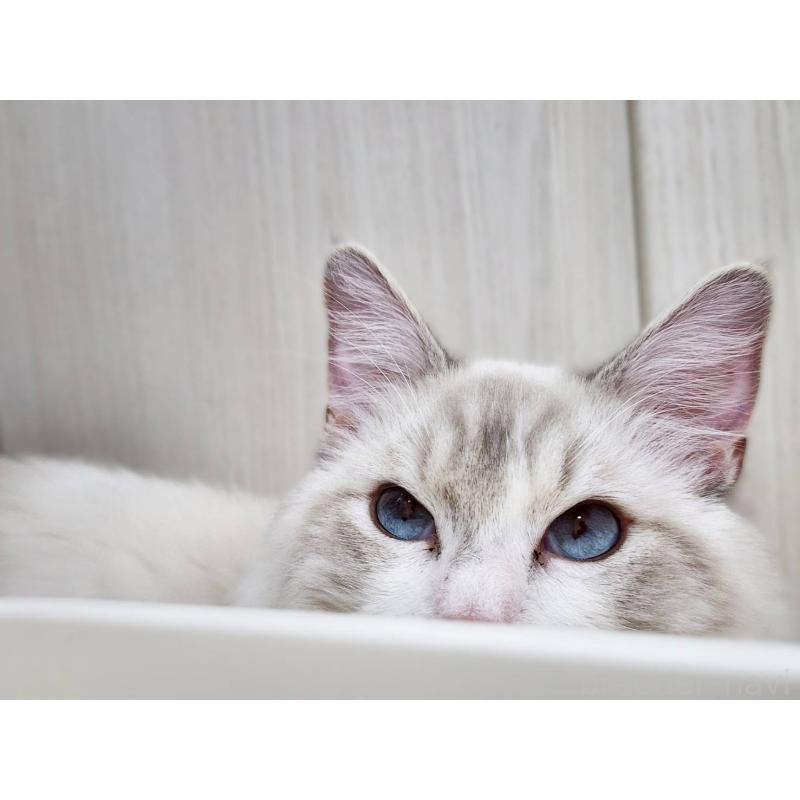 販売中の神奈川県のラグドール-131795の4枚目