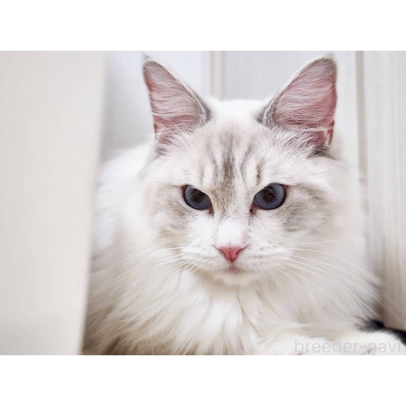 販売中の神奈川県のラグドール-131795の3枚目