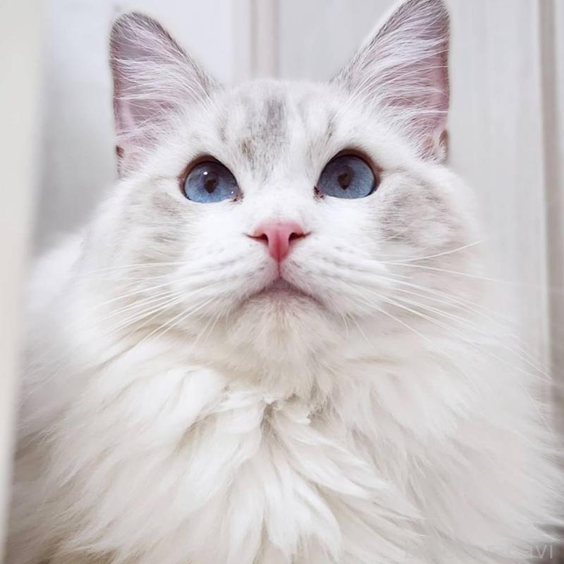 販売中の神奈川県のラグドール-131795の2枚目