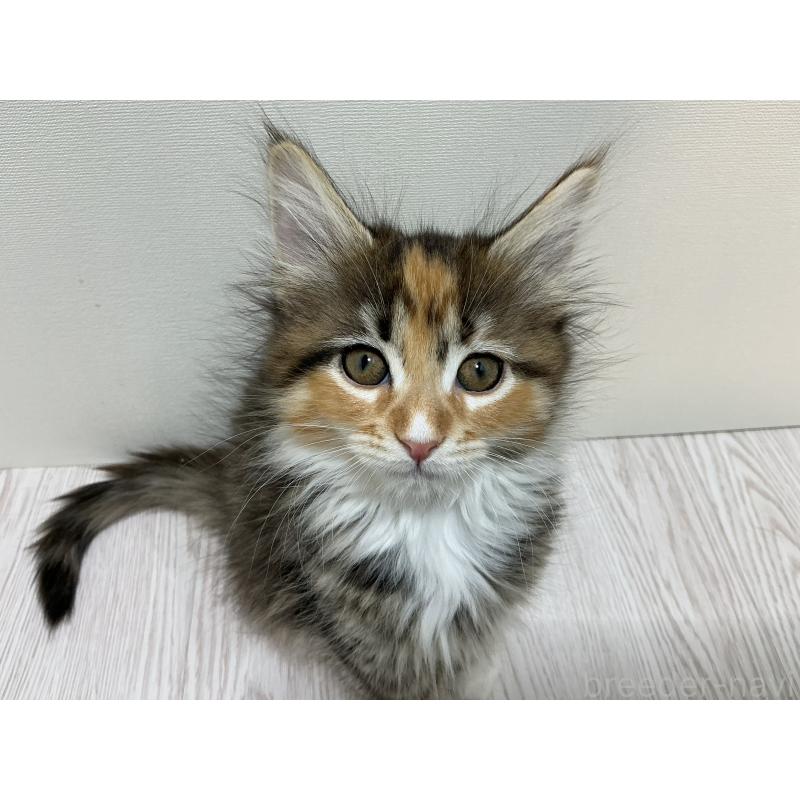 販売中の群馬県のメインクーン-139742の5枚目