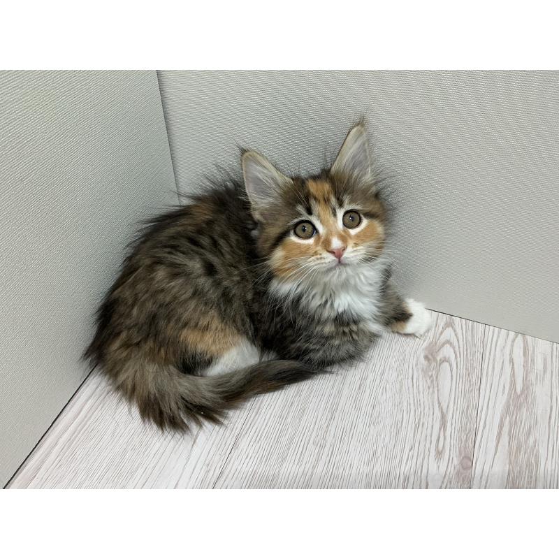 販売中の群馬県のメインクーン-139742の2枚目