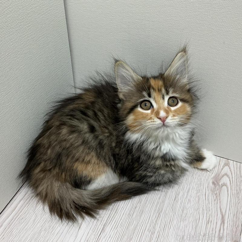 販売中の群馬県のメインクーン-139742の1枚目