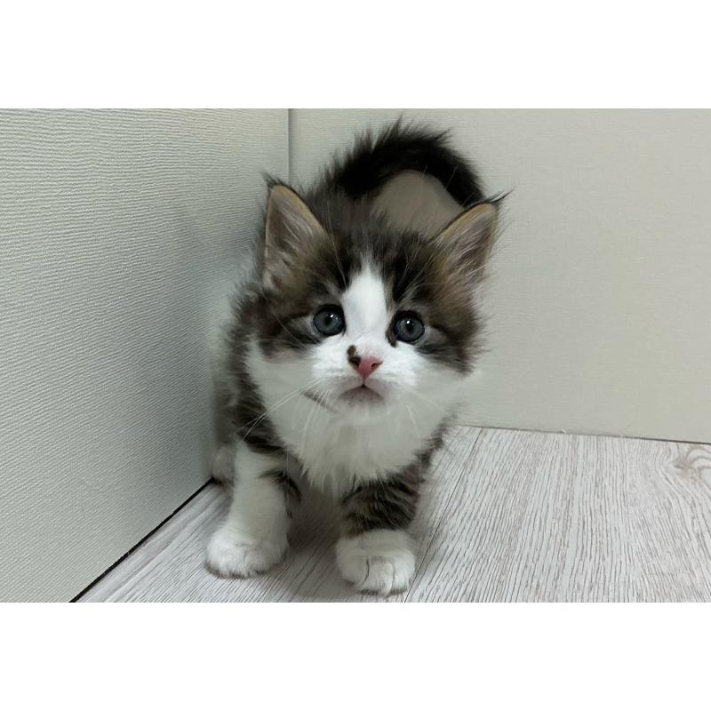 販売中の群馬県のメインクーン-139743の5枚目