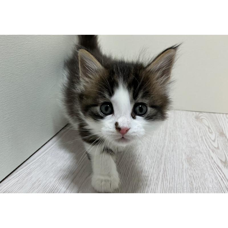 販売中の群馬県のメインクーン-139743の4枚目