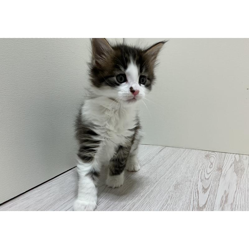 販売中の群馬県のメインクーン-139743の2枚目